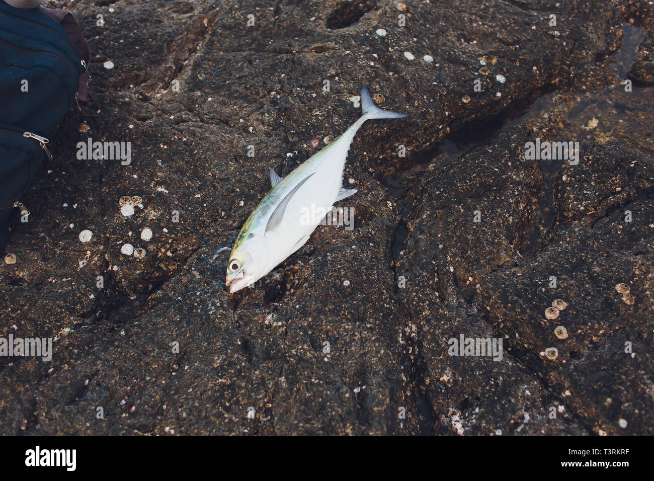 A photo of fresh tuna fish on a sandy beach. Freshly caught fish