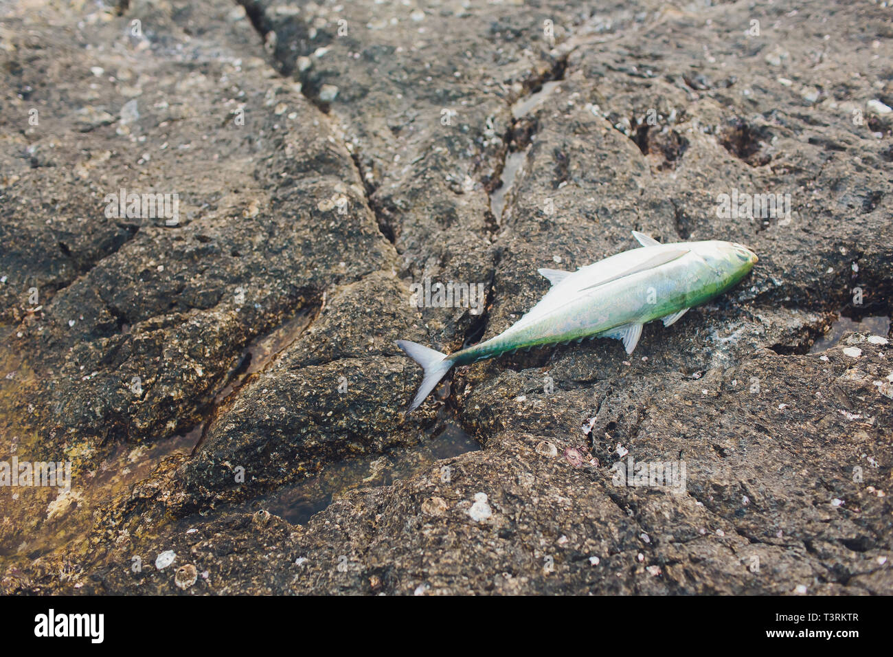 A photo of fresh tuna fish on a sandy beach. Freshly caught fish