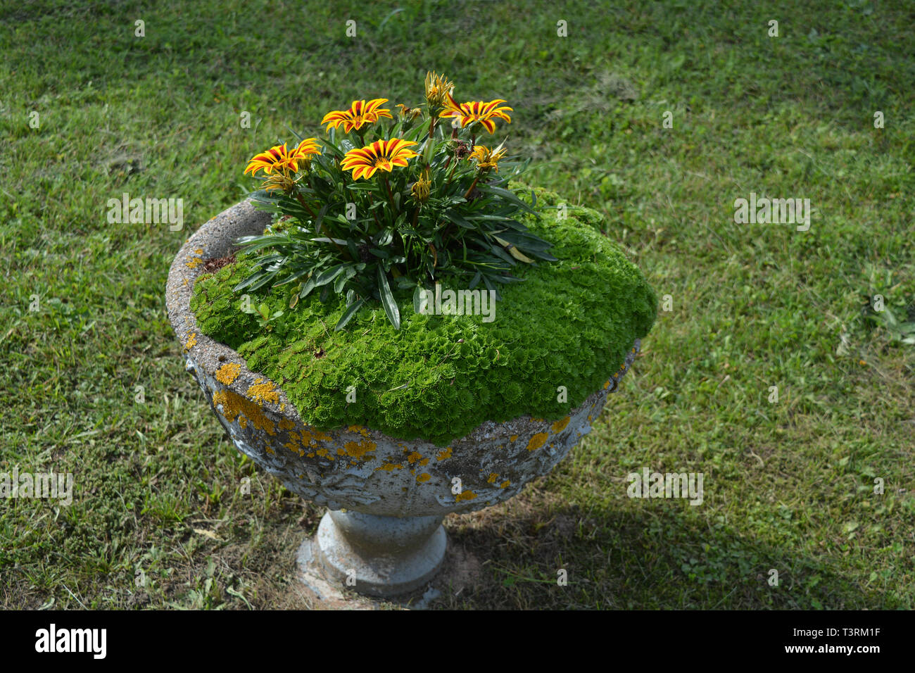 round old concrete stone vase with flowers, decorative installation in retro style Stock Photo