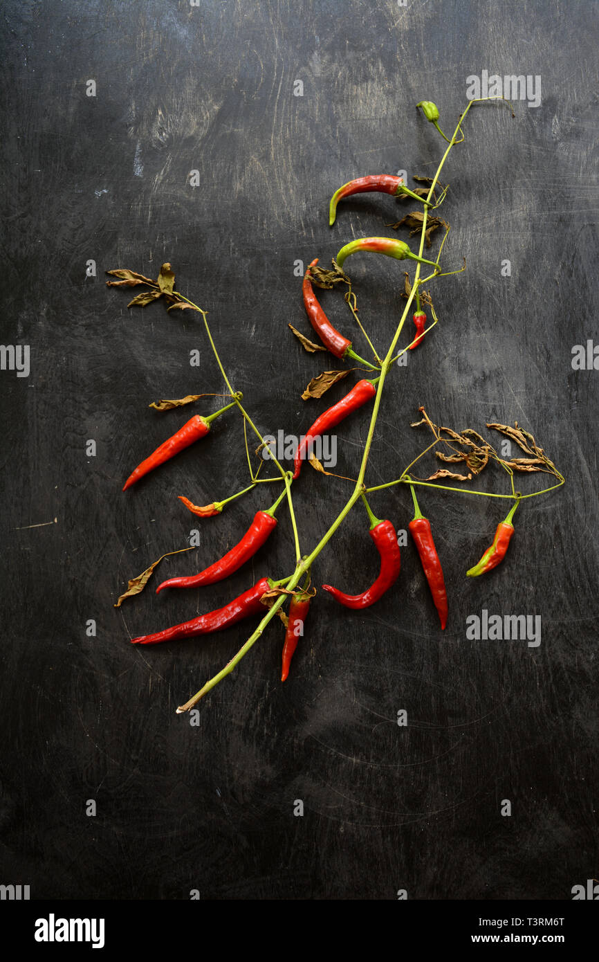 Red hot chili pepper bush plant on old wooden black background Stock Photo
