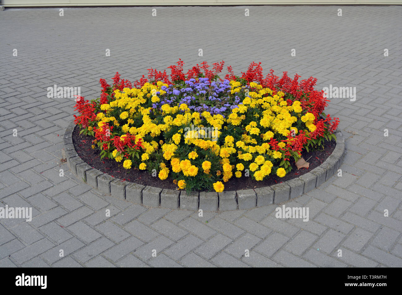 Circle flowerbed with blossoming flowers on city street pavement Stock Photo