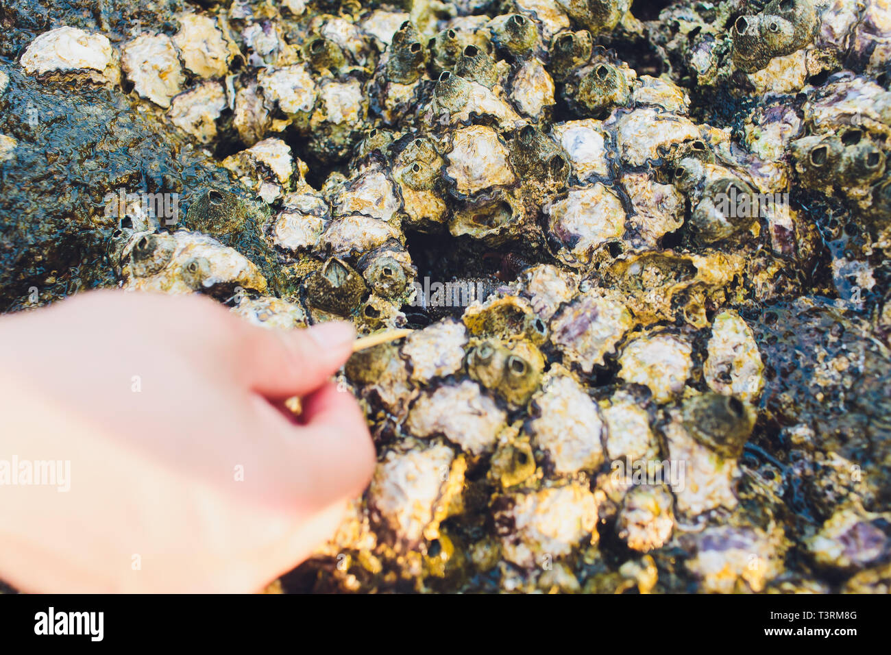 house of crabs on the beach in sea from thailand. Stock Photo