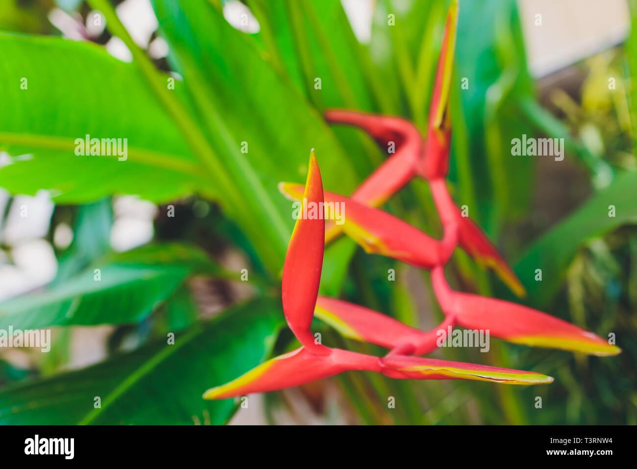 Closeup View of Banana Sprout Growing out of Cut Banana Stalk Xishuangbanna Dai Autonomous Prefecture, Yunnan Province, China . Stock Photo