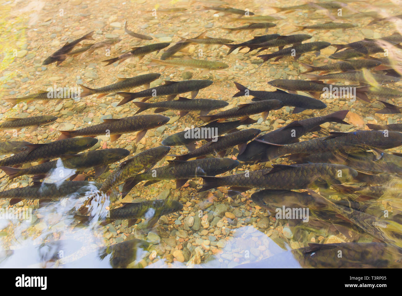 Antimony fish Fish are nibbling in waterfall. Stock Photo
