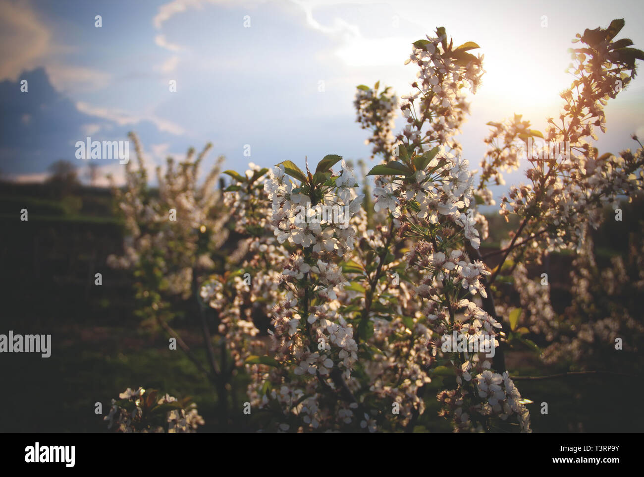 Spring cherry blossom in sunset hi-res stock photography and images - Alamy