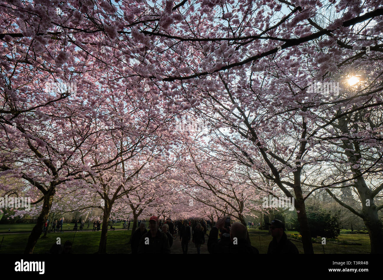Cherry trees in full bloom in Bispeengen, Denmark Stock Photo
