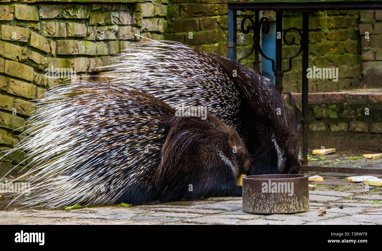 two crested porcupines eating some bread, rodents from Africa Stock