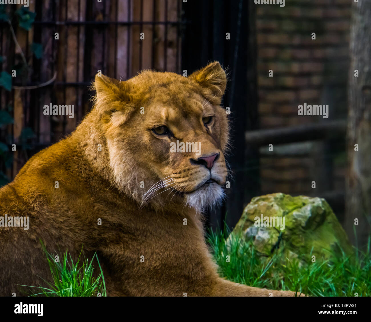 beautiful closeup of the face of a lioness, Female lion portrait, popular mammal from the savanna of Africa, Vulnerable animal species Stock Photo - Alamy beautiful closeup of the face of a lioness, Female lion portrait, popular mammal from the savanna of Africa, Vulnerable animal species Stock Photo - Alamy