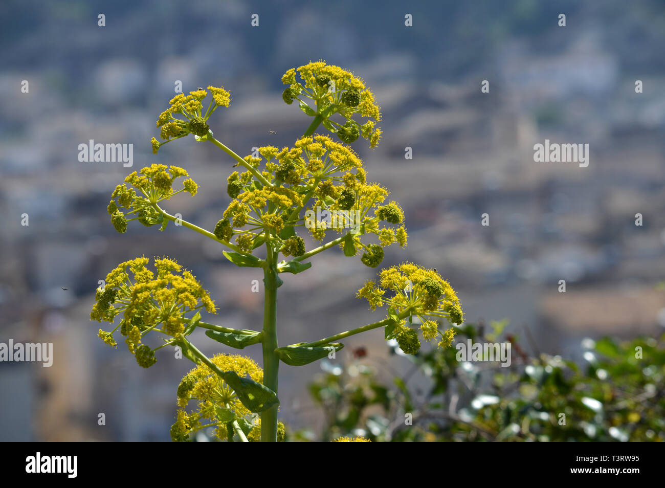 Close-up of a Giant Fennel in Bloom, Ferula communis, Nature, Macro, Sicilian Landscape, Italy, Europe Stock Photo