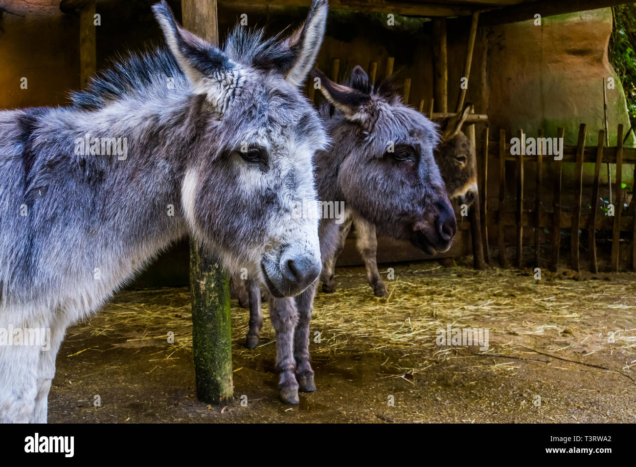 closeup of the face of a miniature donkey with another donkey head in the  background, popular pets and farm animals Stock Photo - Alamy