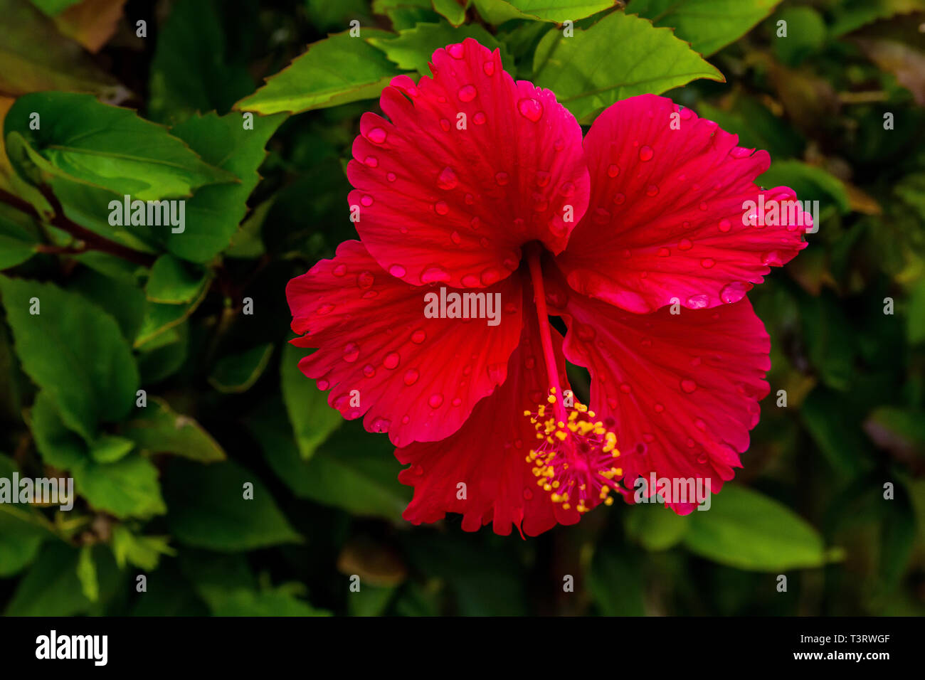 hibiscus flower on a bush in a wilde nature Stock Photo