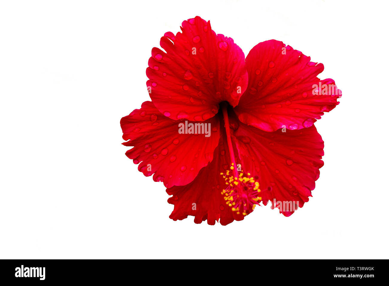 hibiscus flower on a white background Stock Photo