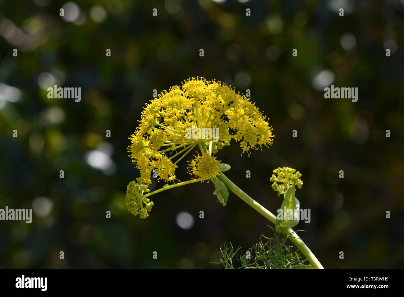 Close-up of a Giant Fennel Flower Head, Ferula Communis, Nature, Macro Stock Photo