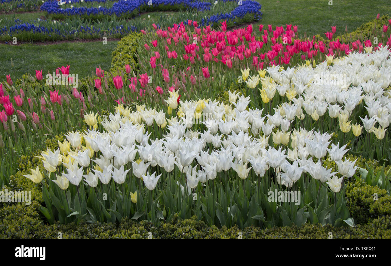 Colorful tulip flowers bloom in the garden Stock Photo - Alamy