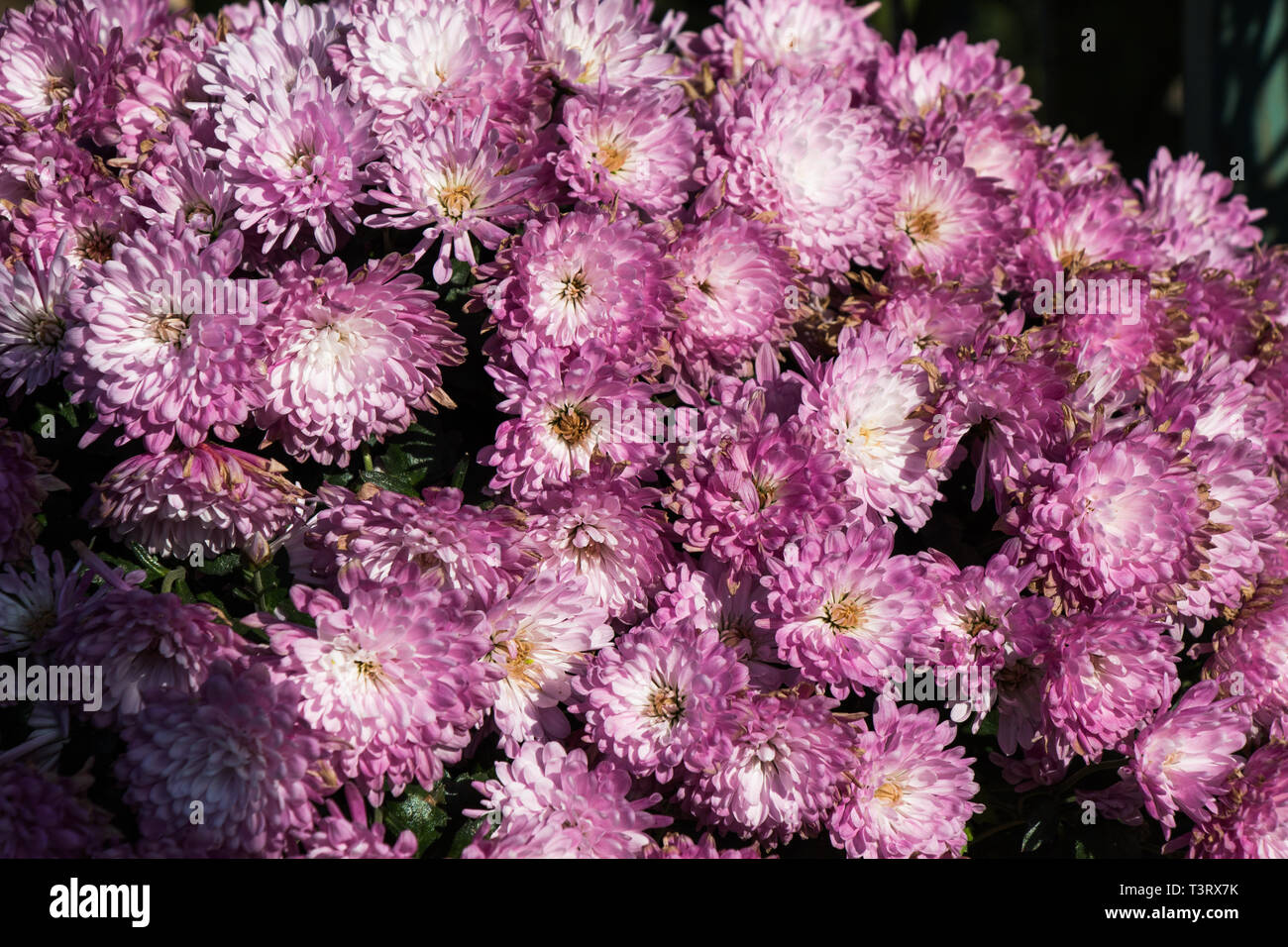Beautiful fresh flowers as a nature background Stock Photo - Alamy