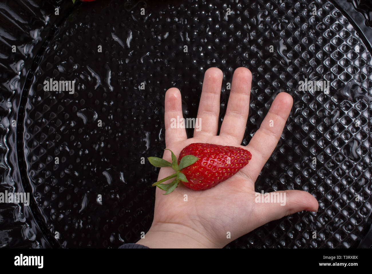 Juicy, sweet and ripe strawberry fruit in hand Stock Photo - Alamy