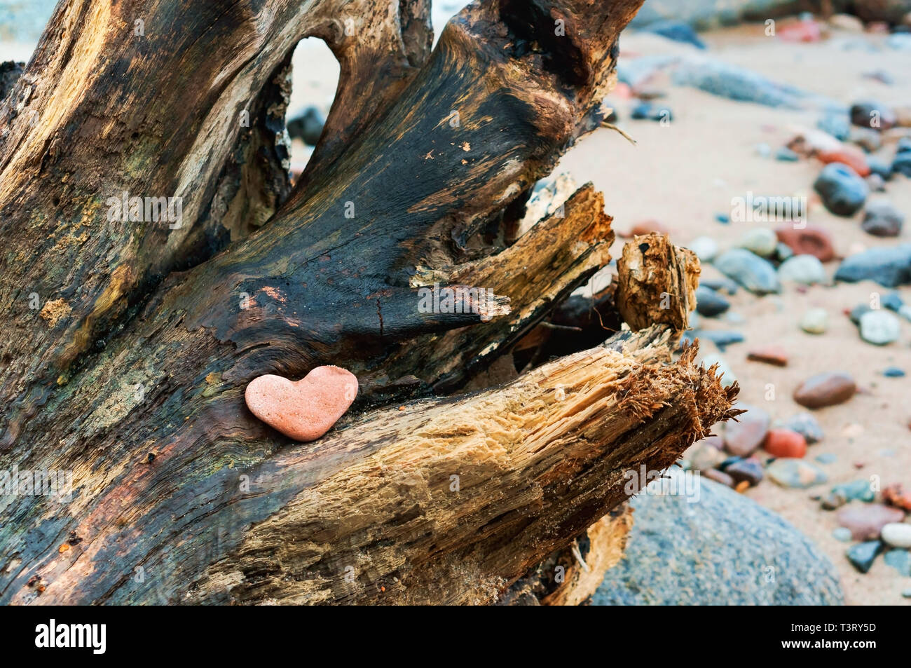 red stone heart, sea stone in the shape of a heart on a tree snag Stock Photo