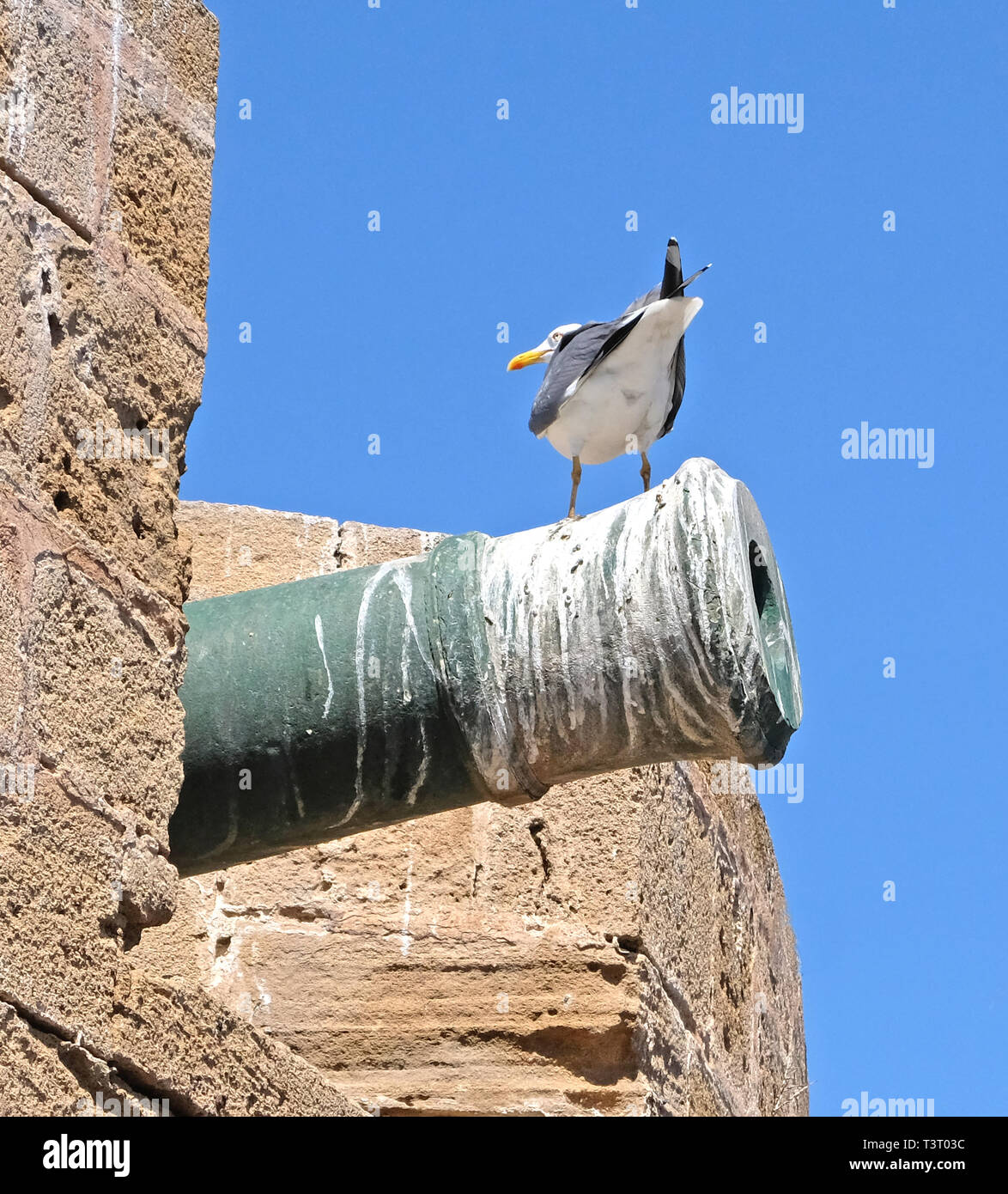 Great black-backed gull, sitting on the trunk of an old fortress gun, covered with layers of bird droppings Stock Photo