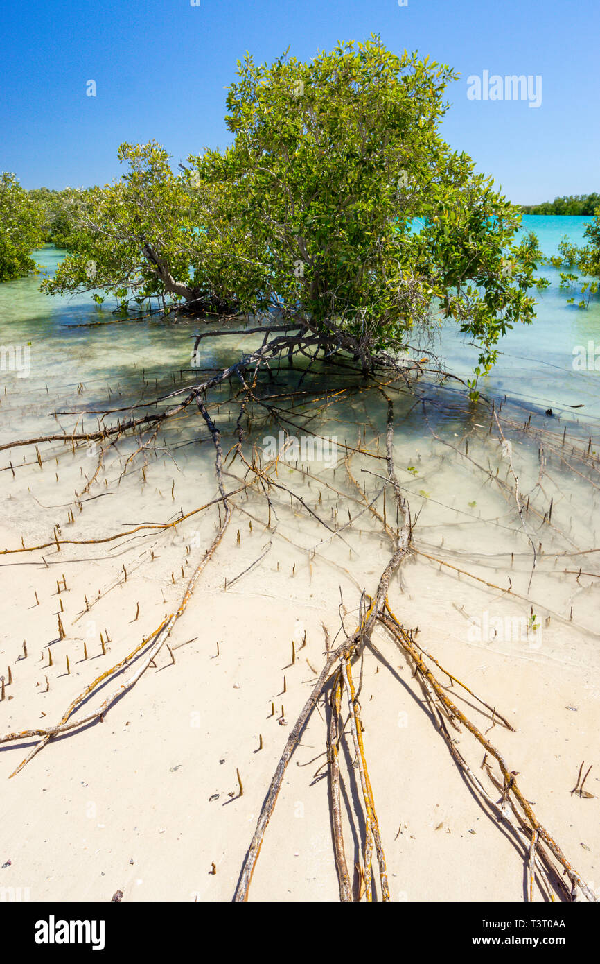 Mangroves growing on sandy tidal flat at Port Smith Western Australia Stock Photo