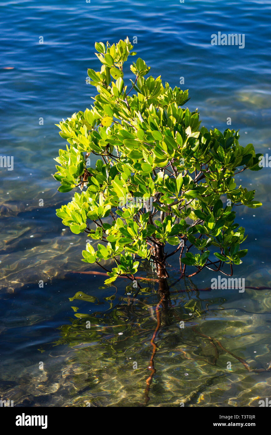 Stilt-rooted mangrove (Rhizophora stylosa) at high tide growing on rocky shoreline Cape Leveque, Western Australia Stock Photo