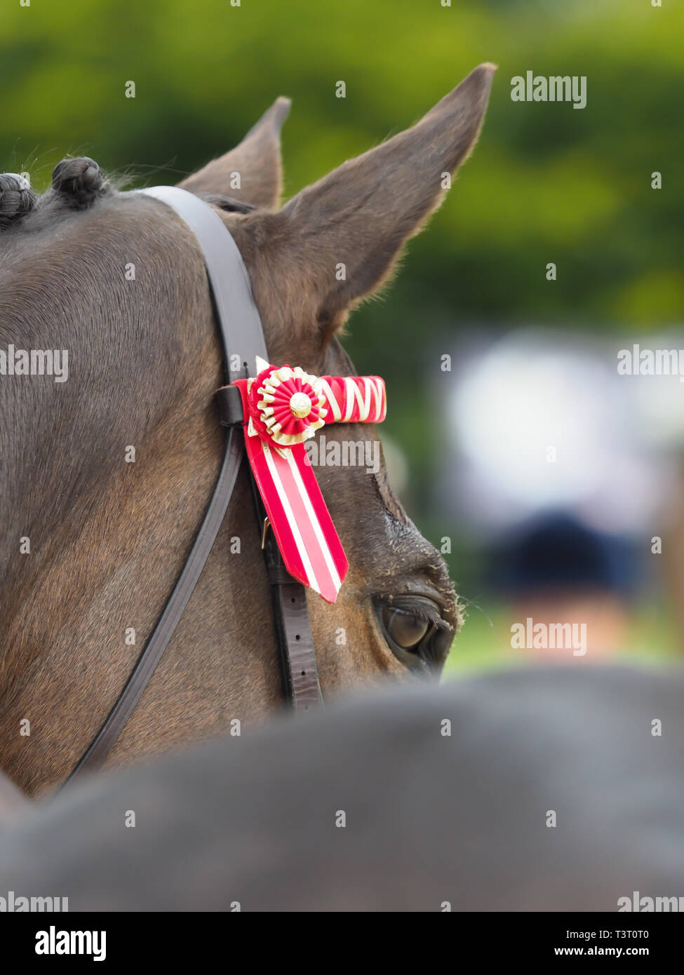 An abstract shot from behind a bay plaited horse showing off its coloured browband. Stock Photo