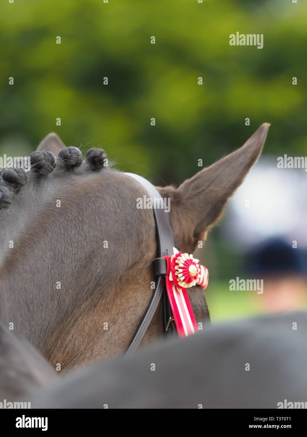 An abstract shot from behind a bay plaited horse showing off its coloured browband. Stock Photo