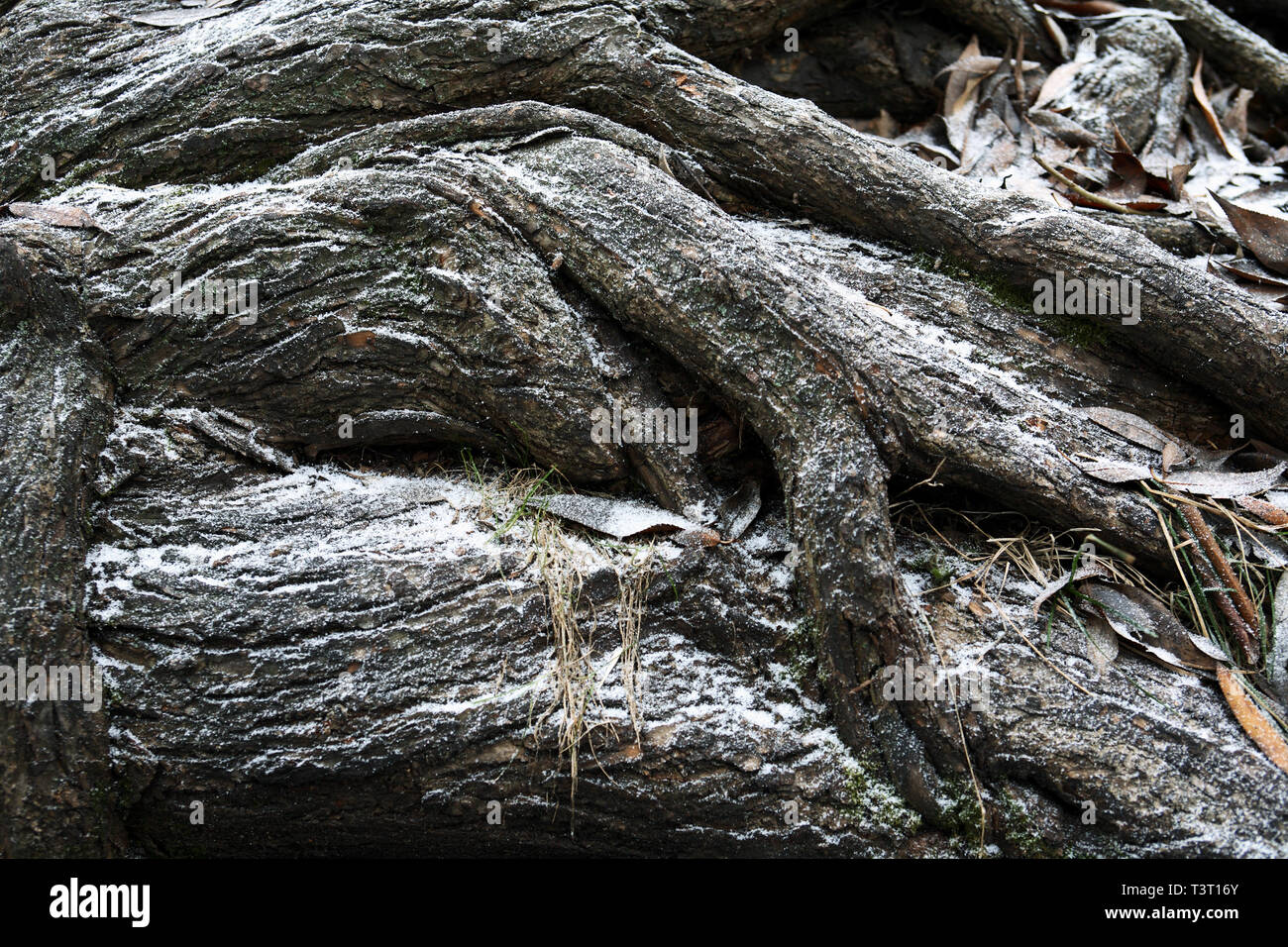 Snowy Tree Roots Extreme closeup background with old tree roots under first snow Stock ...