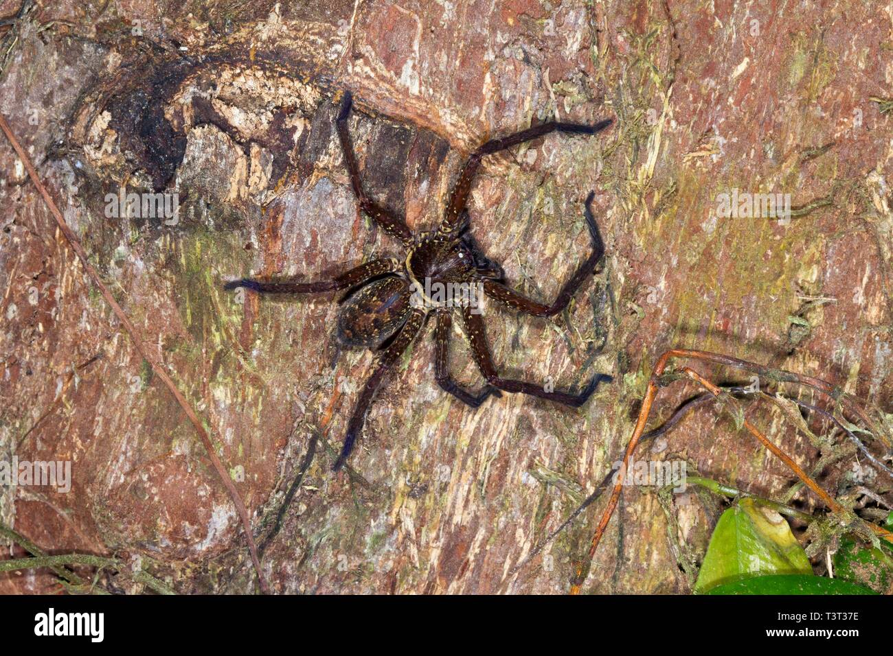 Huntsman Spider Sparassidae Sp High Resolution Stock Photography And Images Alamy