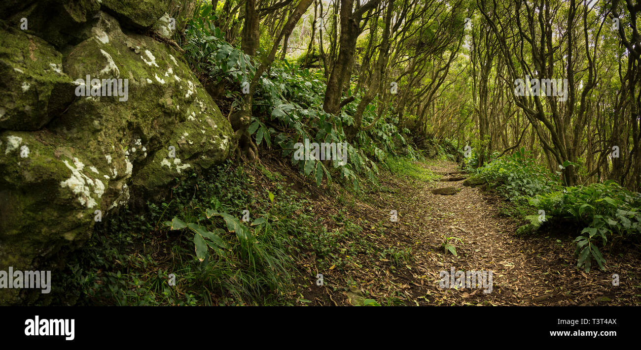 Lush path through forest hi-res stock photography and images - Alamy