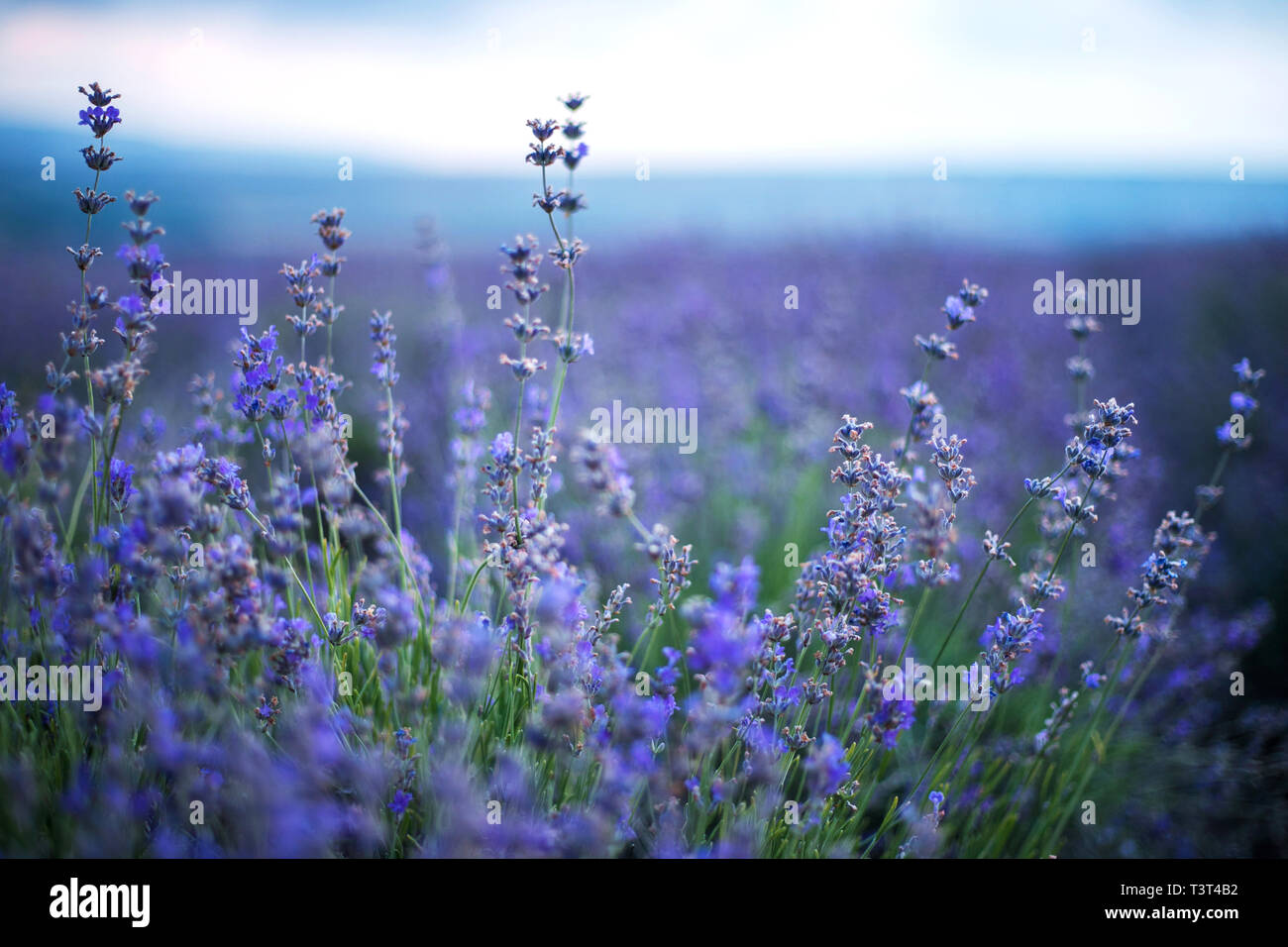 Soft focus lavender hi-res stock photography and images - Alamy