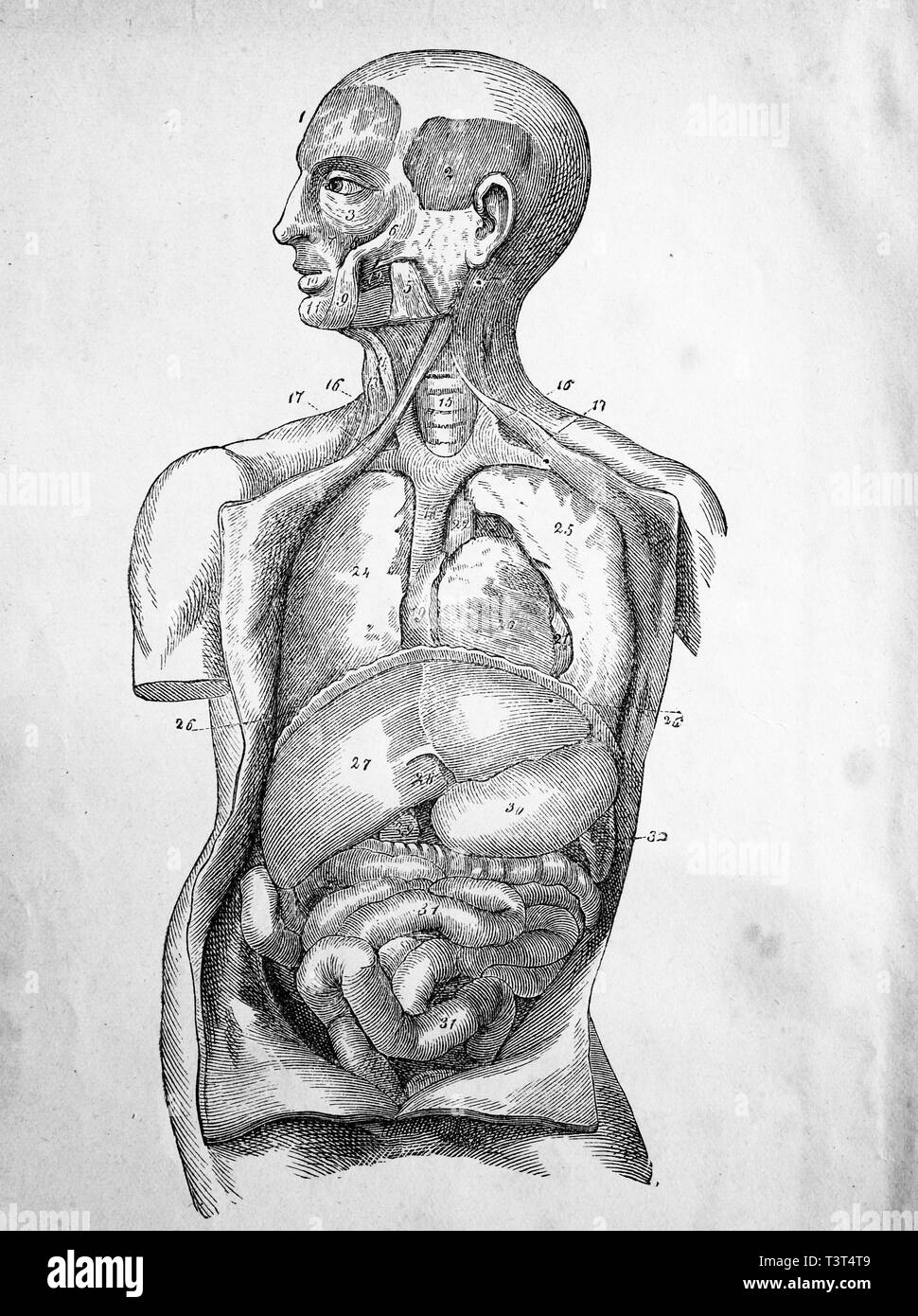 Medical illustration of human organs, 1880, historical woodcut, Germany Stock Photo