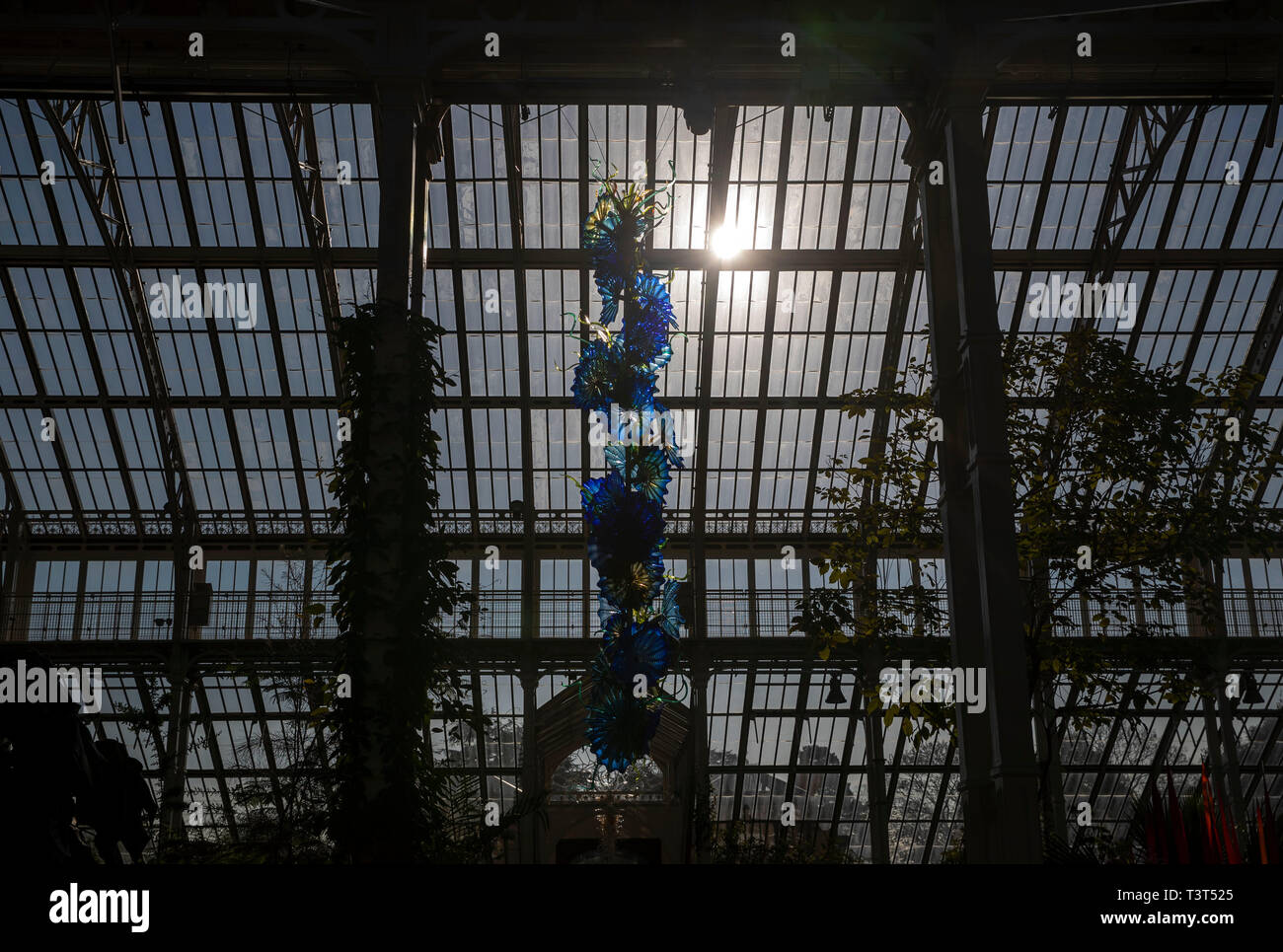 Temperate House Persians hang from the ceiling as part of contemporary glass artist Dale Chihuly's newest work, Chihuly at Kew: Reflections on nature exhibition, at Kew Gardens, Surrey. Stock Photo