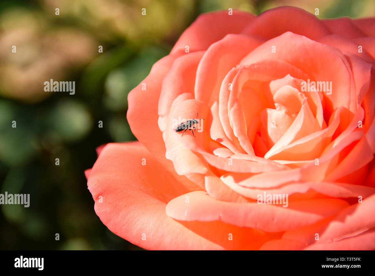 Roses of the Canary Islands. This picture was taken in Güímar, Tenerife