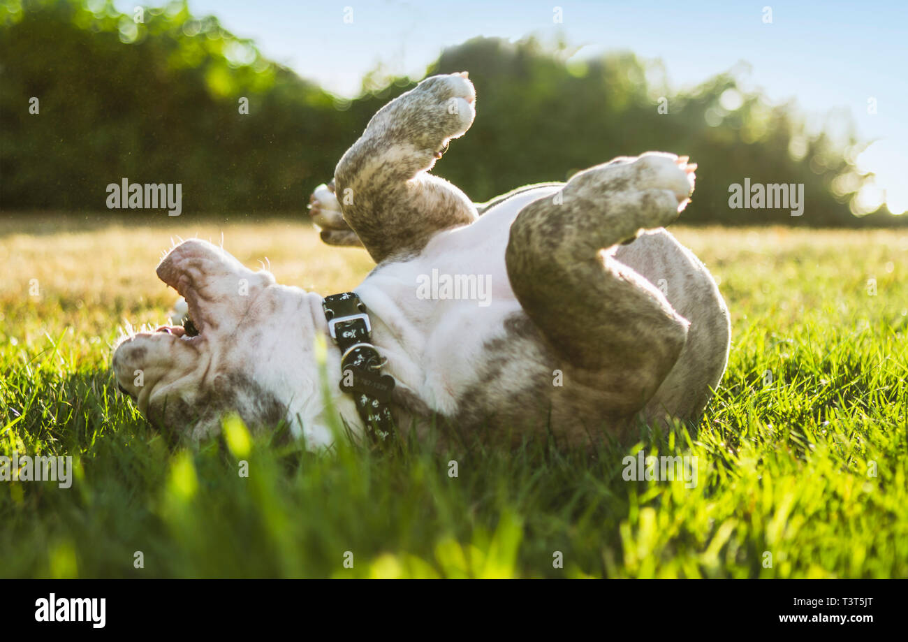 Olde English Bulldog puppy rolling in field Stock Photo