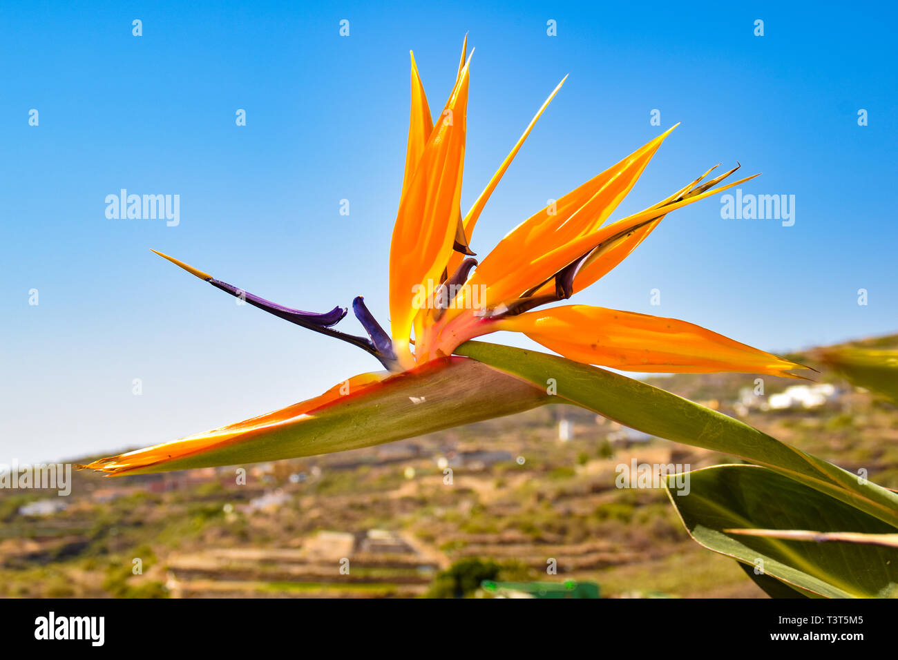 Strelitzia of the Canary Islands. Amazing typical macaronesian flower.  Paradise bird flower Stock Photo - Alamy