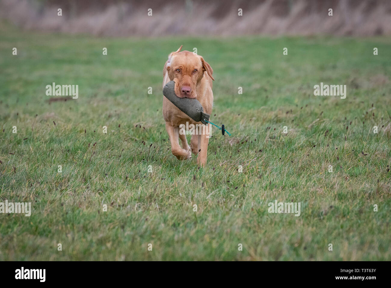 Working Gundogs Labrador retrievers, Stock Photo