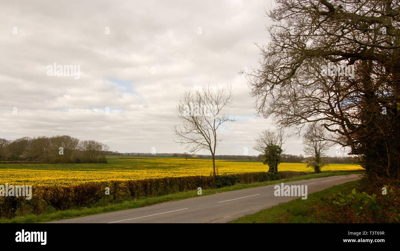 Fields Bursting To Life, Gunby, Lincolnshire, United Kingdom Stock Photo