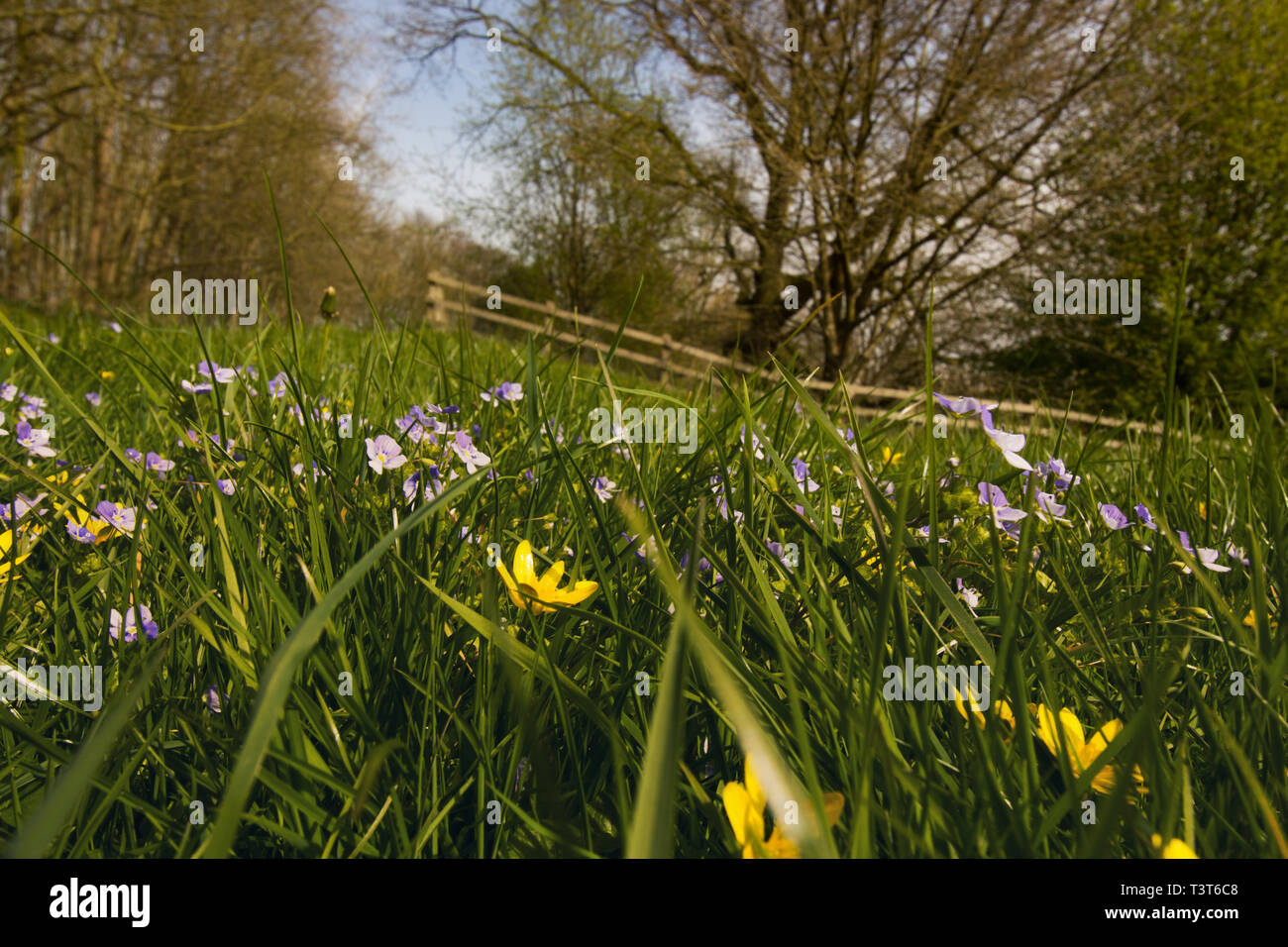 Nobody front garden wild flowers hi-res stock photography and images ...