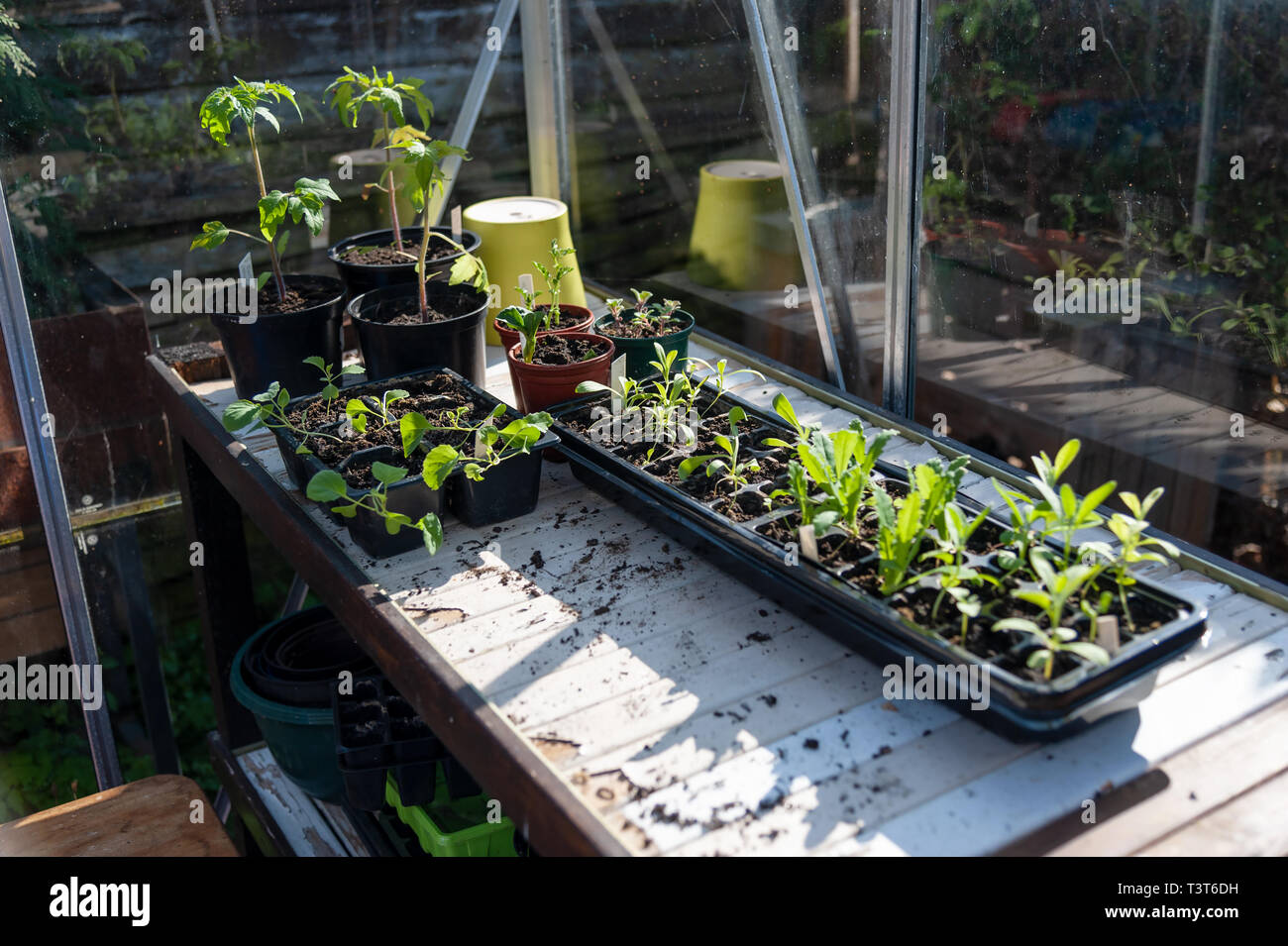 Seedlings and young plants in the spring greenhouse. Stock Photo