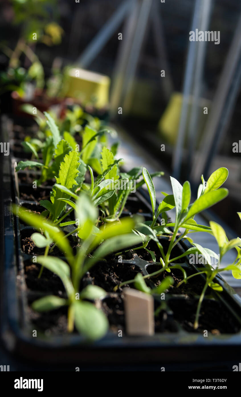 Poppy seedlings hires stock photography and images Alamy