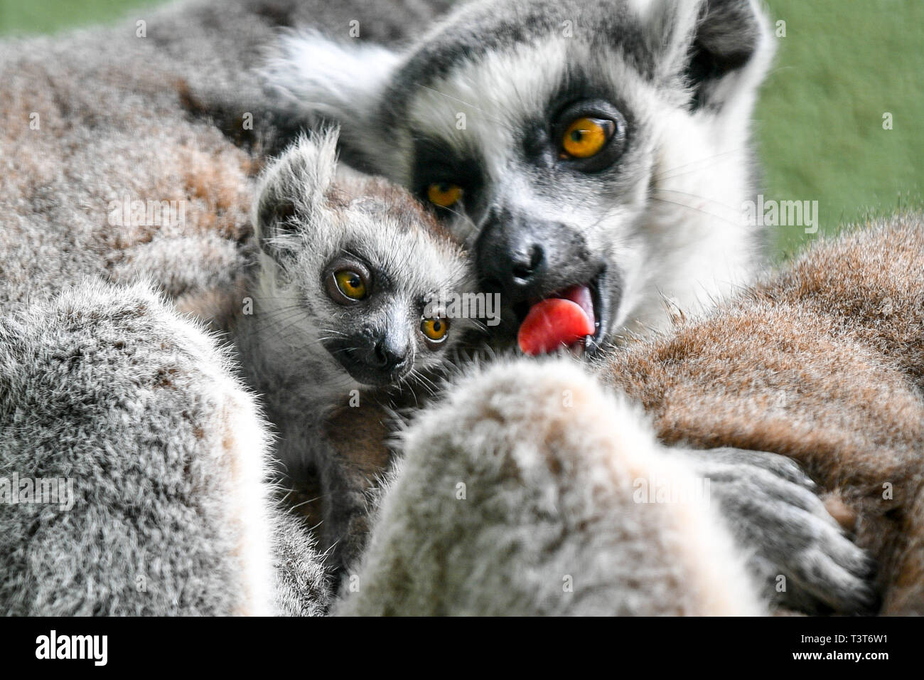 A baby ring-tailed lemurs has a lick from mum, Ethel, as both her and twin sister Mavis have delivered a trio of babies between them for a third year running at Bristol Zoo Gardens as the sisters have a history of synchronising their births since they brought babies into the world on the same night in 2017. In 2018, the eight-year-old siblings gave birth within just three days of each other and this year Mavis gave birth to a singleton on March 31 and Ethel gave birth to twins on Thursday 4 April. Picture date: Thursday April 11, 2019. Photo credit should read: Ben Birchall/PA Wire Stock Photo