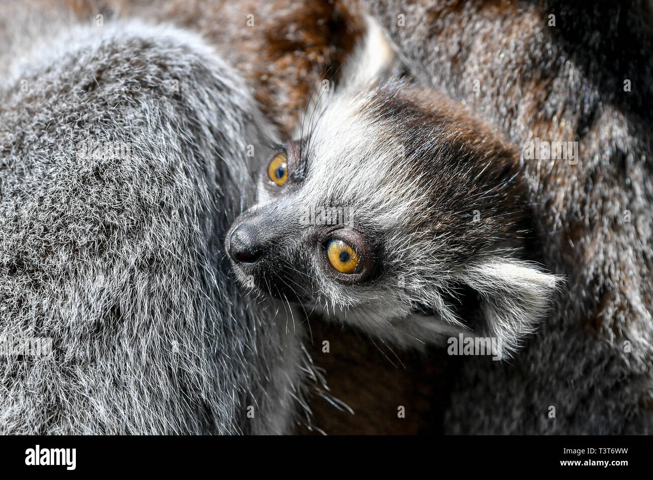 A baby ring-tailed lemurs clings to mum, Ethel, as both her and twin sister Mavis have delivered a trio of babies between them for a third year running at Bristol Zoo Gardens as the sisters have a history of synchronising their births since they brought babies into the world on the same night in 2017. In 2018, the eight-year-old siblings gave birth within just three days of each other and this year Mavis gave birth to a singleton on March 31 and Ethel gave birth to twins on Thursday 4 April. Picture date: Thursday April 11, 2019. Photo credit should read: Ben Birchall/PA Wire Stock Photo