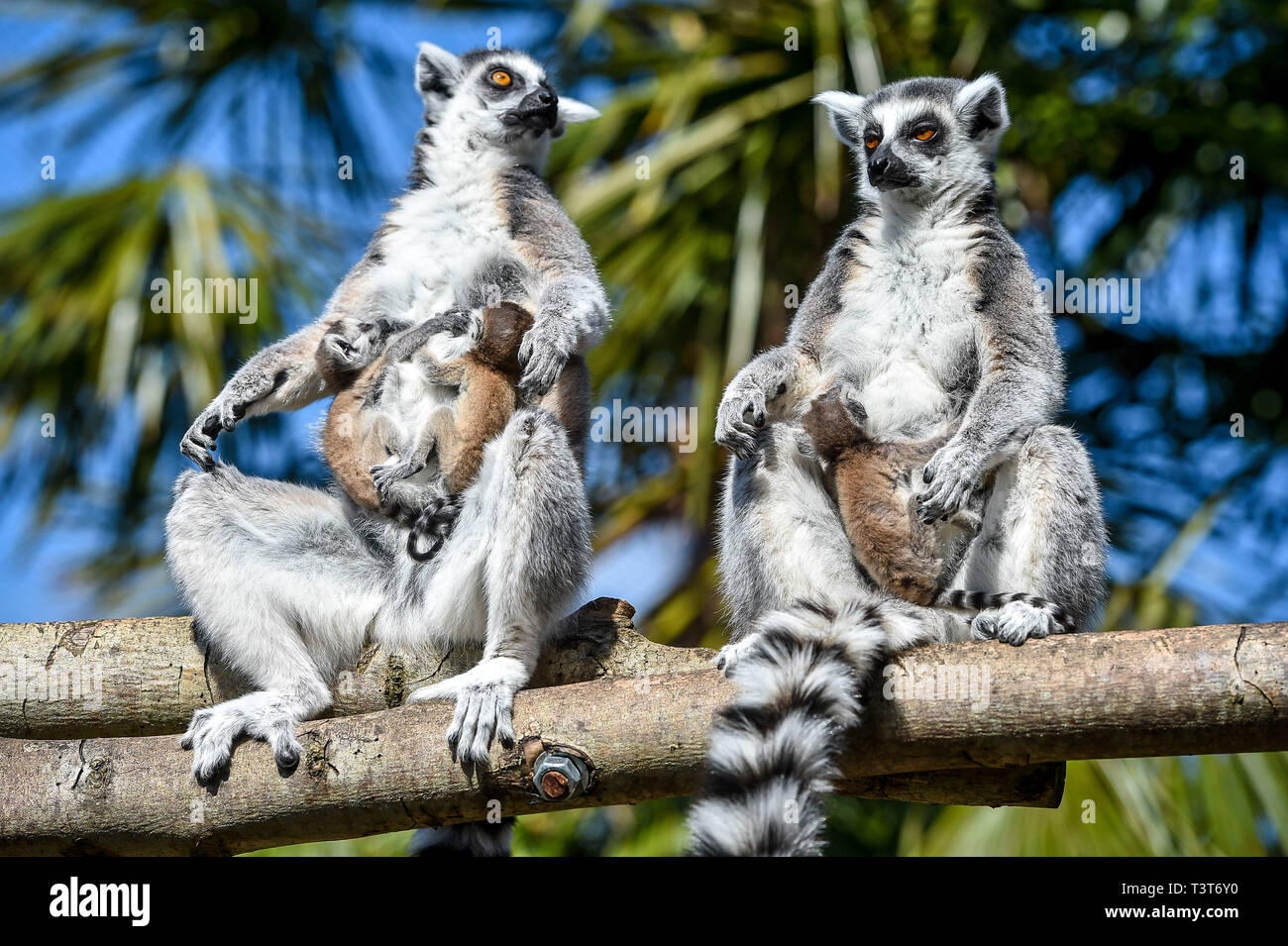 Twin lemurs Ethel, left, and Mavis, right, have delivered a trio of babies between them for a third year running at Bristol Zoo Gardens as the sisters have a history of synchronising their births since they brought babies into the world on the same night in 2017. In 2018, the eight-year-old siblings gave birth within just three days of each other and this year Mavis gave birth to a singleton on March 31 and Ethel gave birth to twins on Thursday 4 April. Picture date: Thursday April 11, 2019. Photo credit should read: Ben Birchall/PA Wire Stock Photo