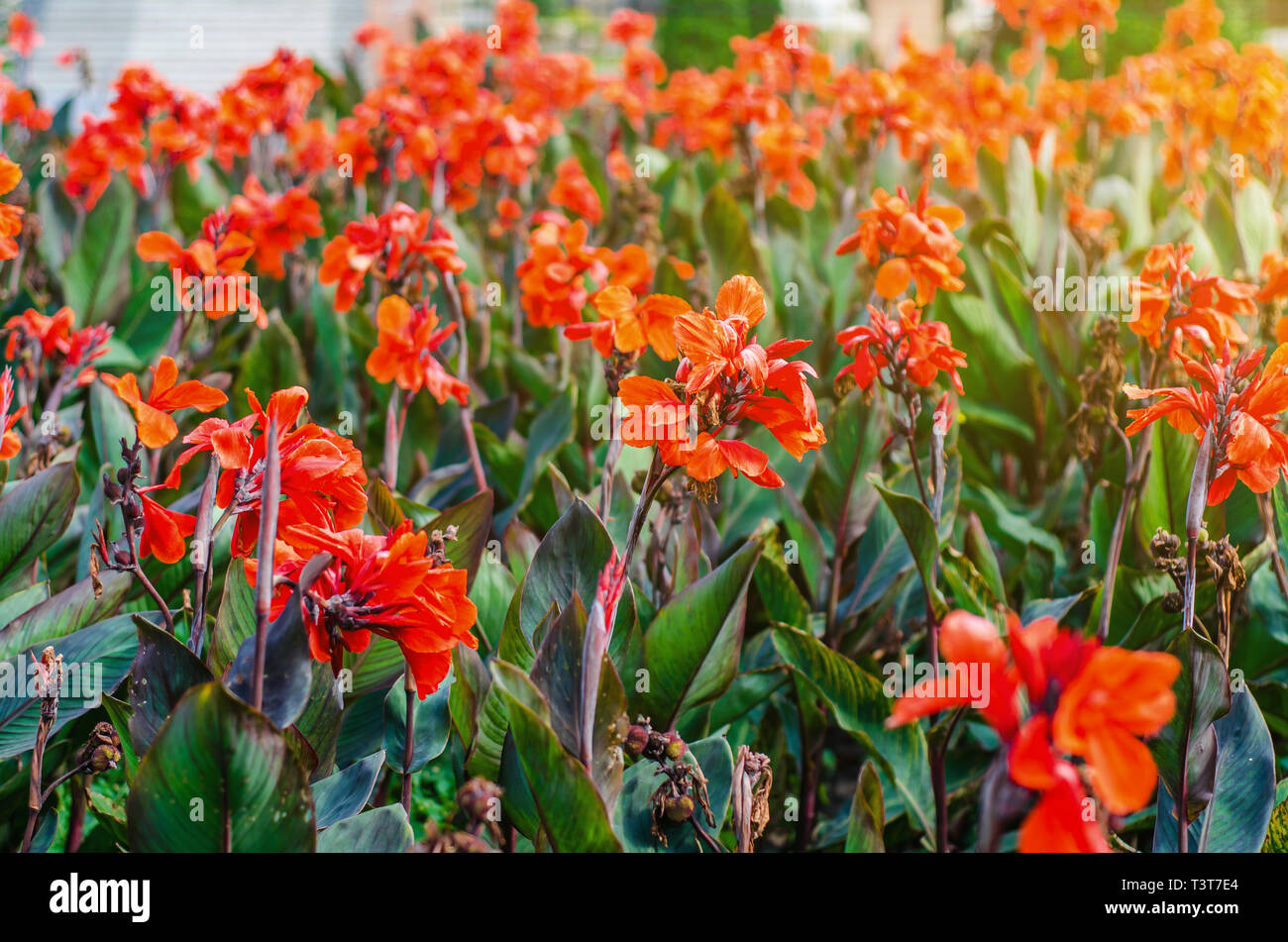Tall red flowers in flowerbed Stock Photo Alamy