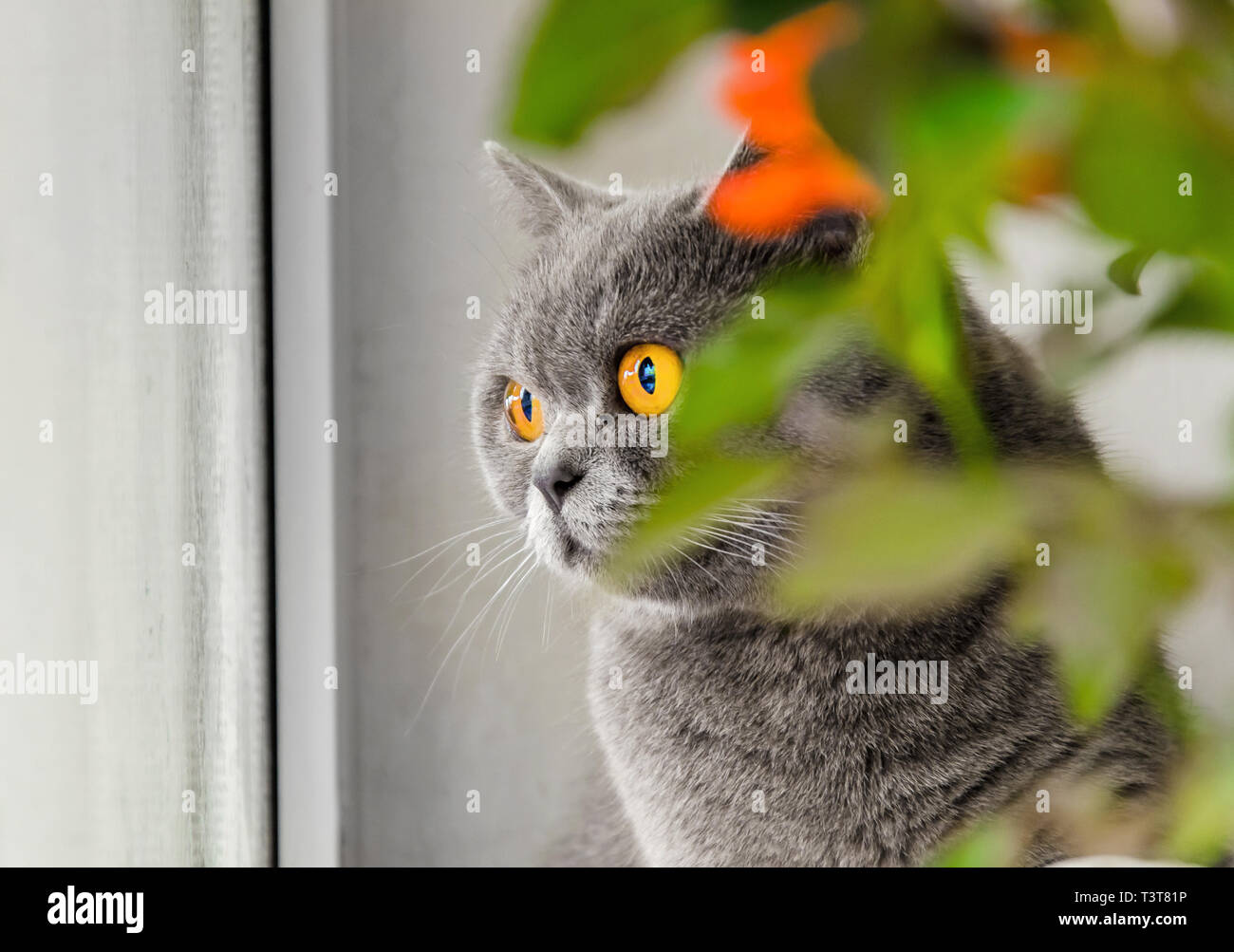Young cat peeking behind hi-res stock photography and images - Page 2 -  Alamy, image size:1300x1003