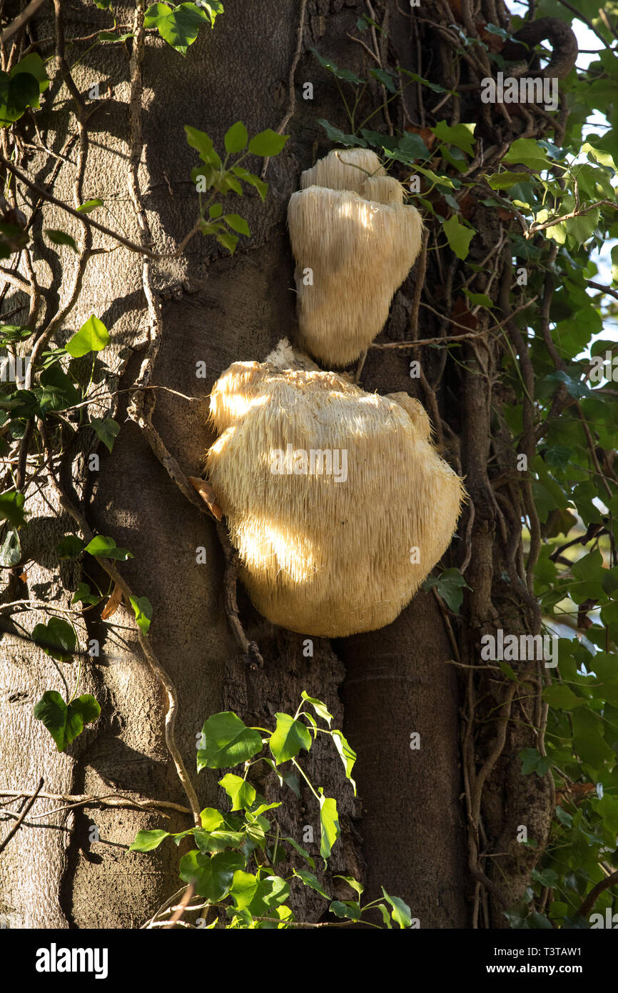 Lion's Mane Mushroom growing on an ivy covered old tree Stock Photo