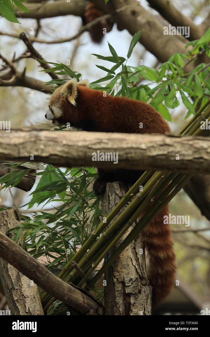 Cina panda hi-res stock photography and images - Alamy