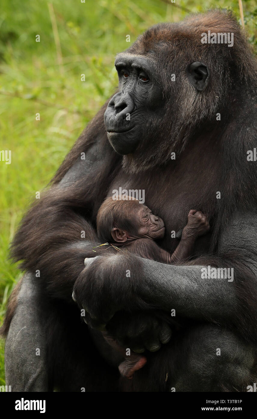 A new baby western lowland gorilla in the arms of her mother Kafi on