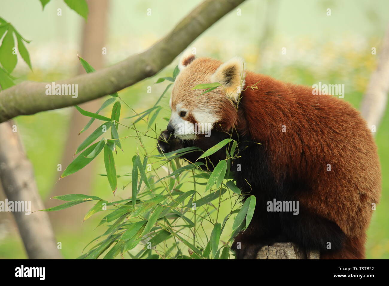 red panda in spring Stock Photo - Alamy