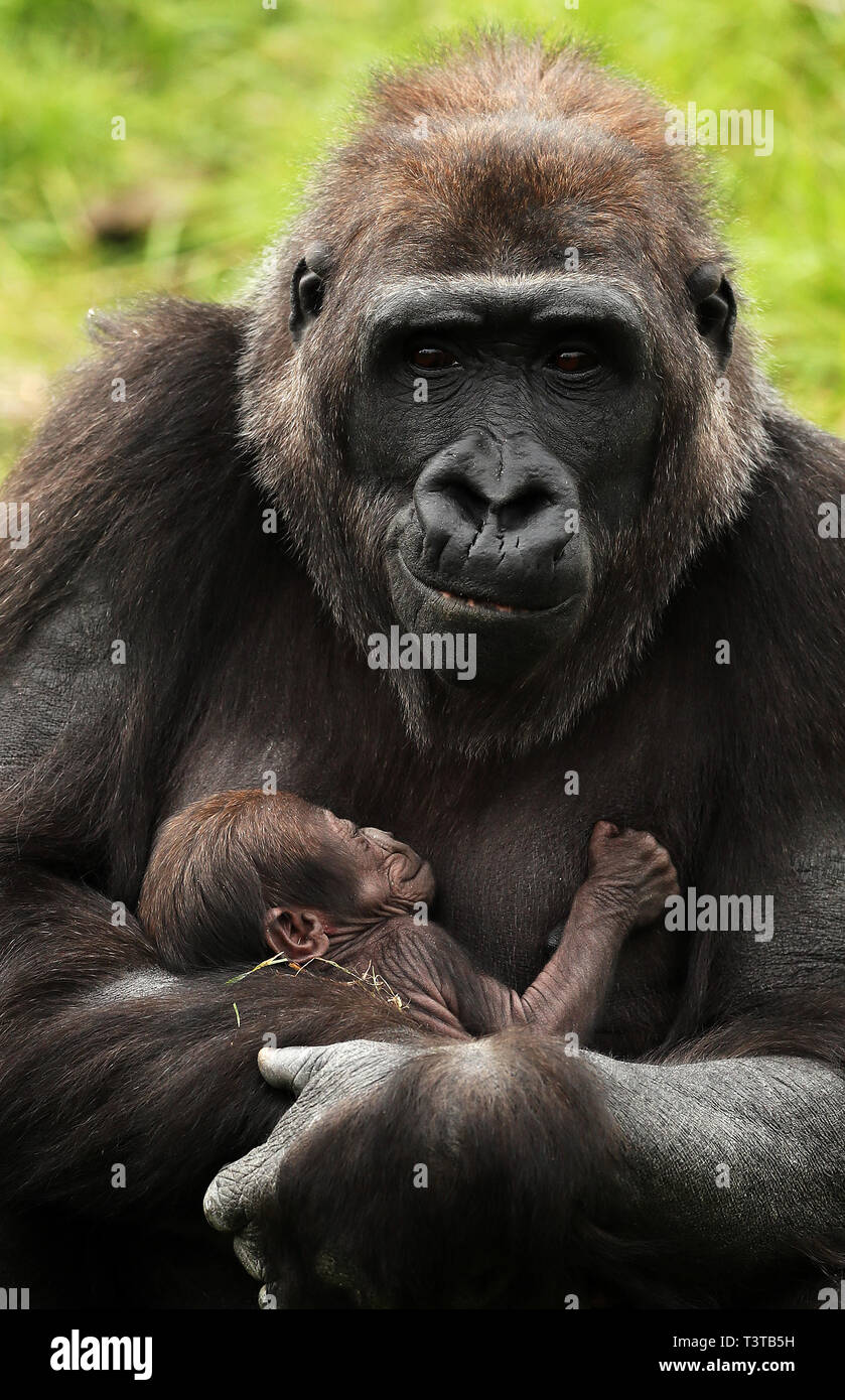 New baby gorilla dublin zoo hires stock photography and images Alamy